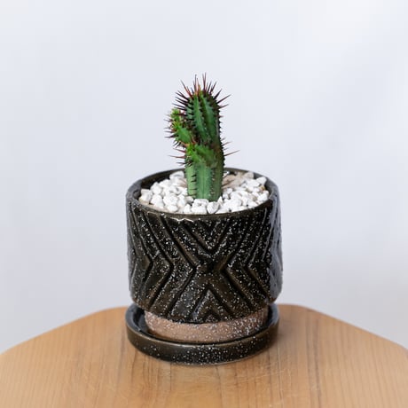 ユーフォルビア 紅彩閣 エノプラ 鉢セット Euphorbia enopla 塊根植物 多肉植物 珍奇植物 静岡 ANTIDOTE 通販 S1388