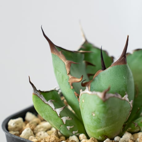 アガベ チタノタ 黒鯨【発根管理中】OC株 Agave titanota Black Whale 多肉植物 珍奇植物 静岡 通販 ANTIDOTE S542