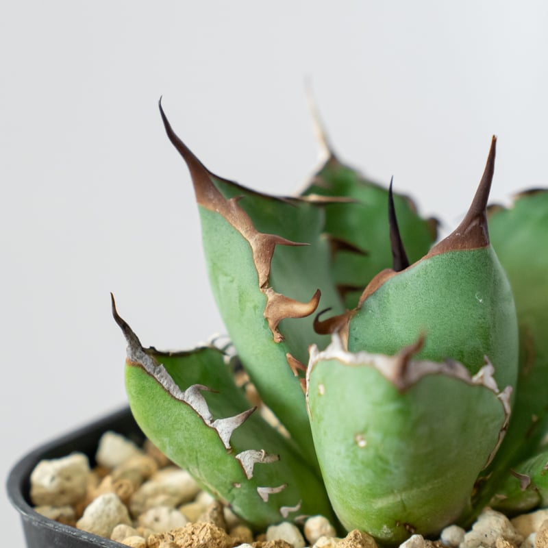 アガベ チタノタ 黒鯨【発根管理中】OC株 Agave titanota Black Whal