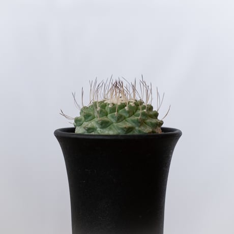 ストロンボカクタス 菊水 実生 Strombocactus discifromis 多肉植物 サボテン 珍奇植物 静岡 ANTIDOTE 通販 S920