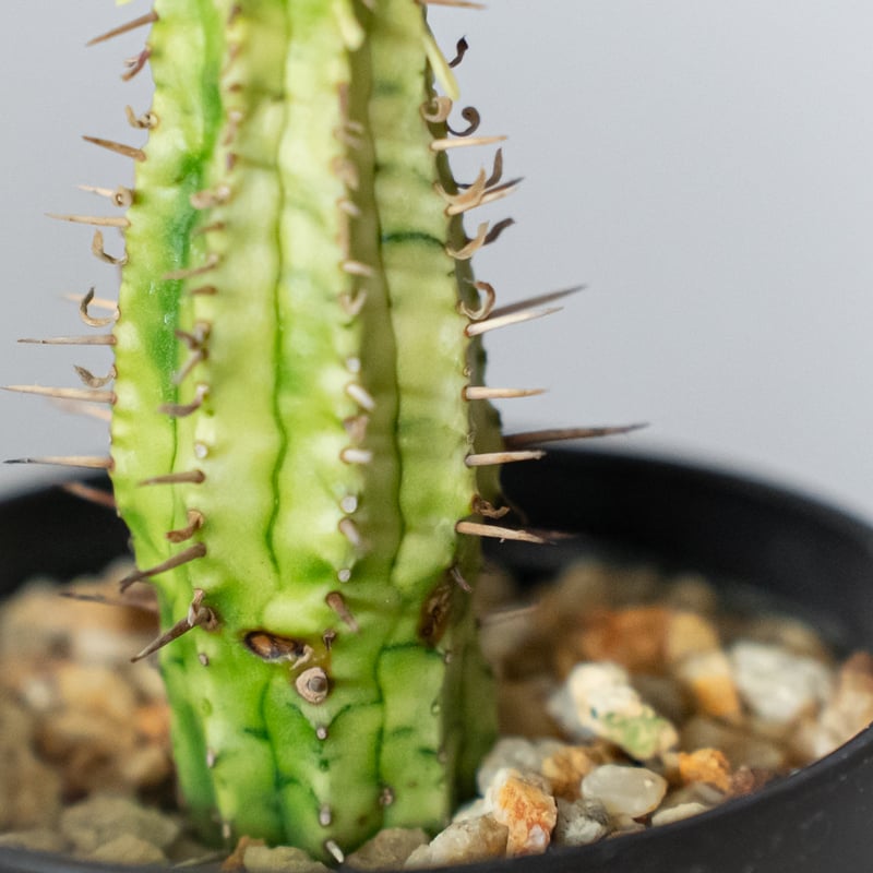 ユーフォルビア 紅彩閣錦 エノプラ 斑入り 実生 Euphorbia enopla 塊根