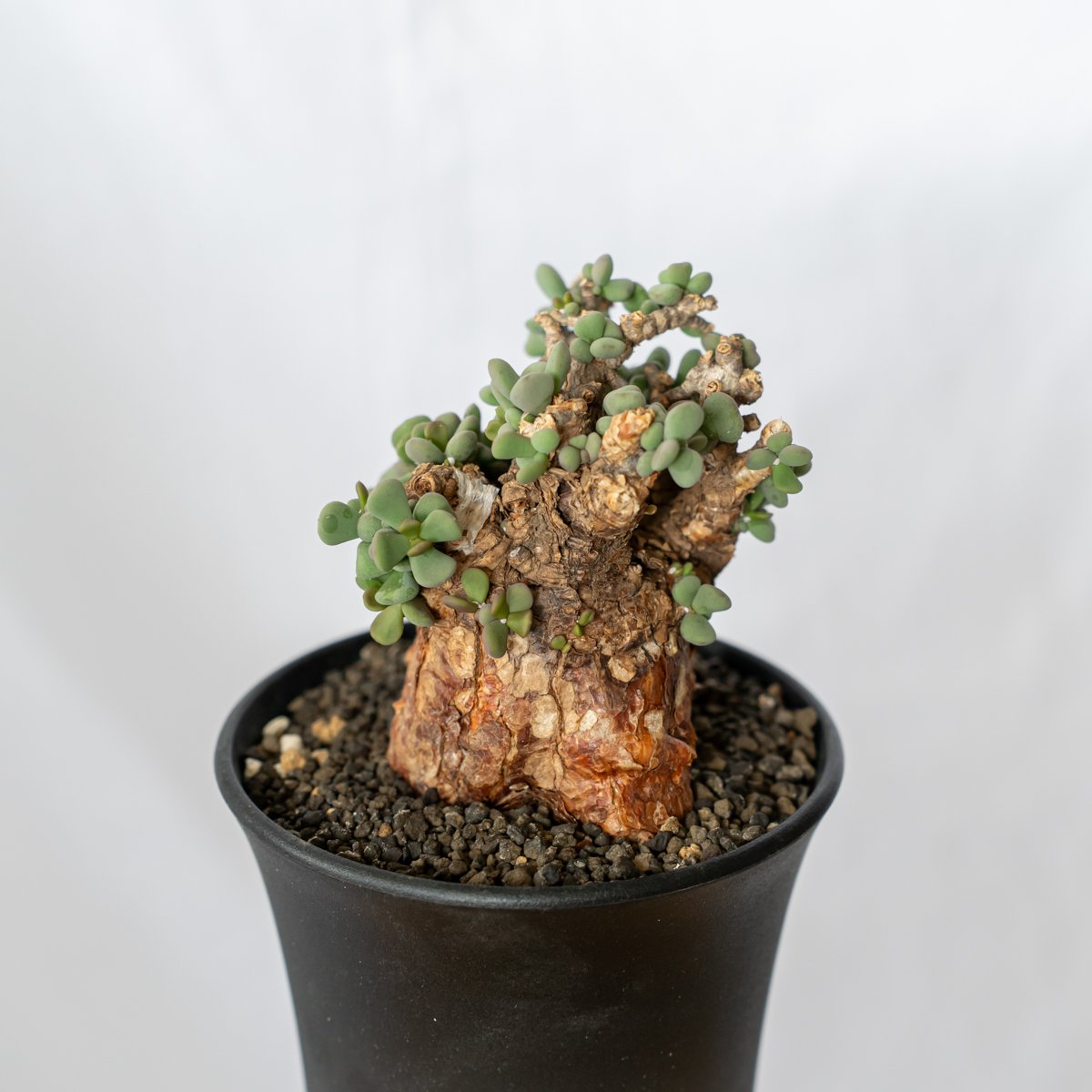 ケラリア ピグマエア　塊根植物　コーデックス ケラリア ピグマエア 輸入株 Ceraria pygmaea 塊根植物 コーデックス