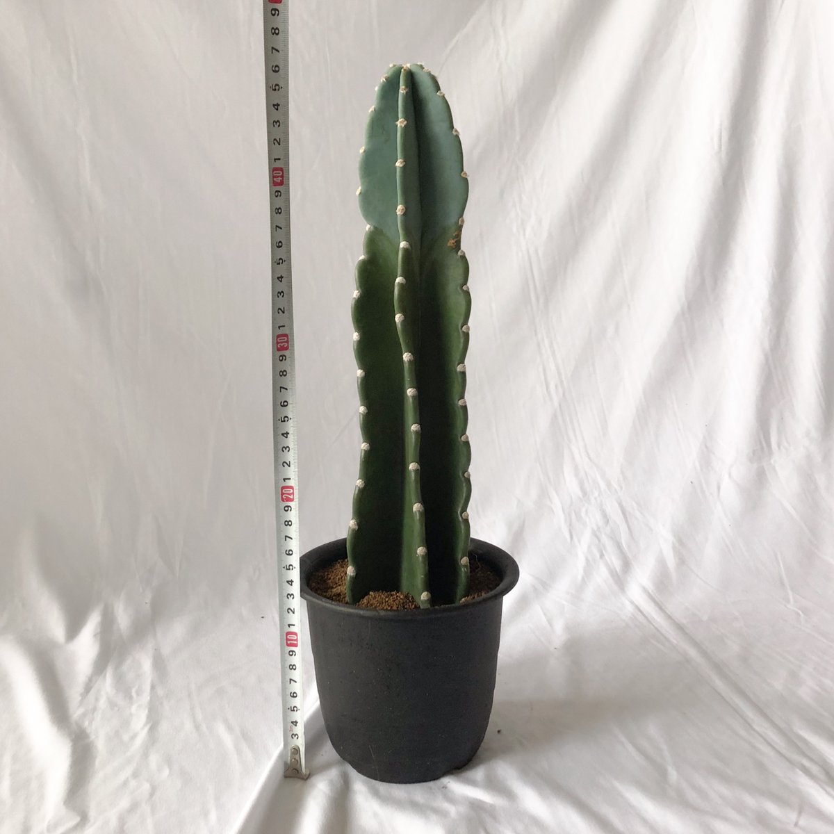トゲナシ キメンカク 鬼面角 柱サボテン サボテン 多肉植物 珍奇植物
