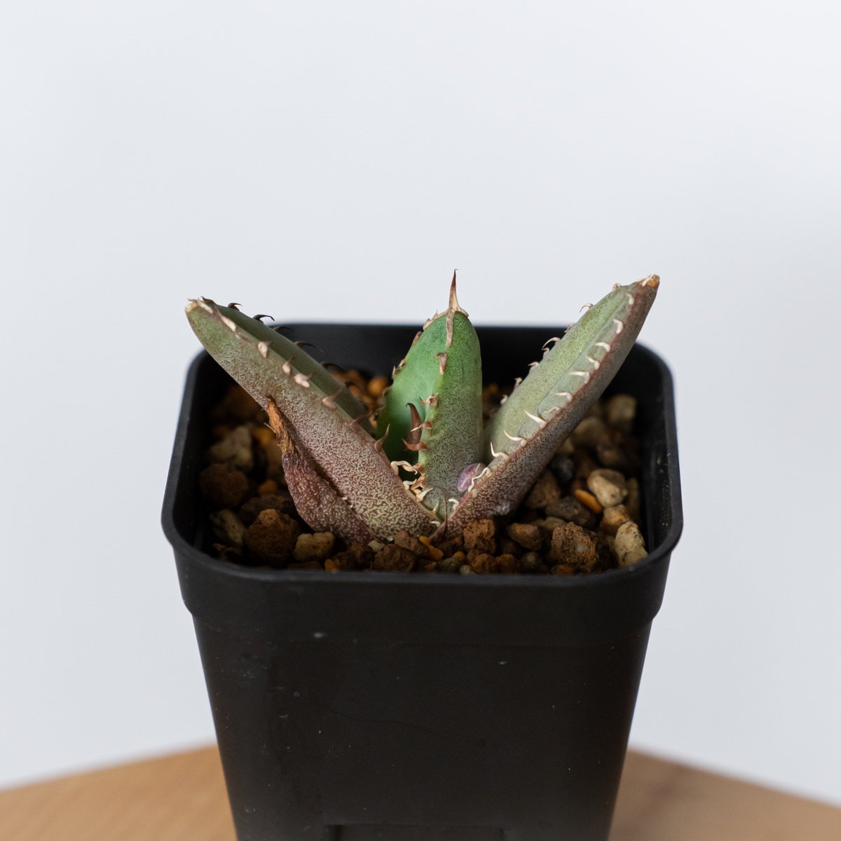 アガベ チタノタ 冠鷲 クラウンイーグル【発根管理中】TC株 Agave