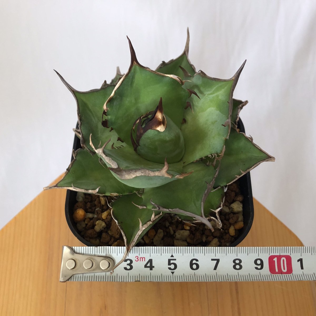 アガベ チタノタ ハデス OC株 美株【発根管理中】agave titanota
