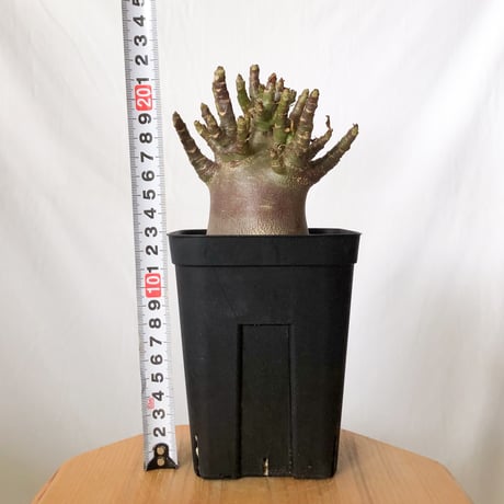 アデニウム アラビカム ブラックスキン Adenium Arabicum Black Skin 塊根植物 コーデックス 珍奇植物 多肉植物 静岡 ANTIDOTE 通販 S1512