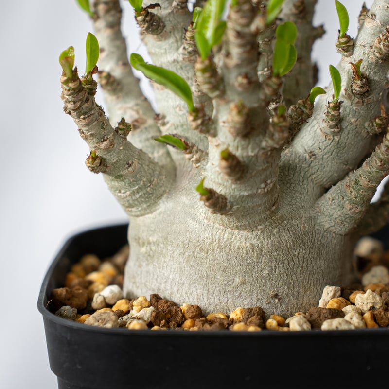 アデニウム アラビカム ブラックスキン【発根管理中】Adenium Arabicum