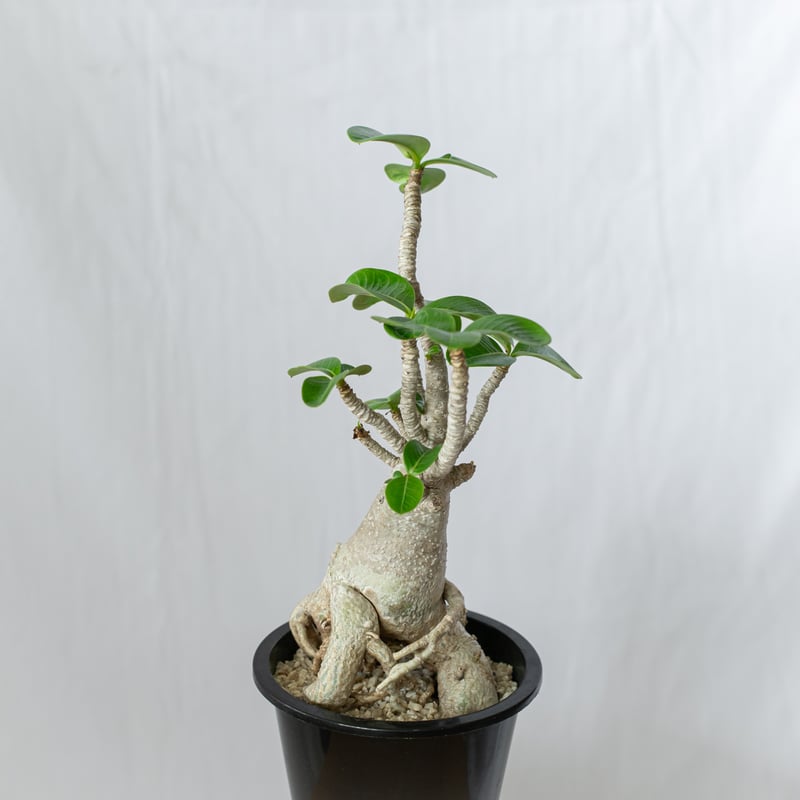 アデニウム アラビカム バオバブフォーム 実生 Adenium Arabicum baobab