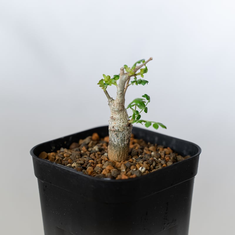ボスウェリア ネグレクタ 実生 Boswellia neglecta 多肉植物 珍奇植物