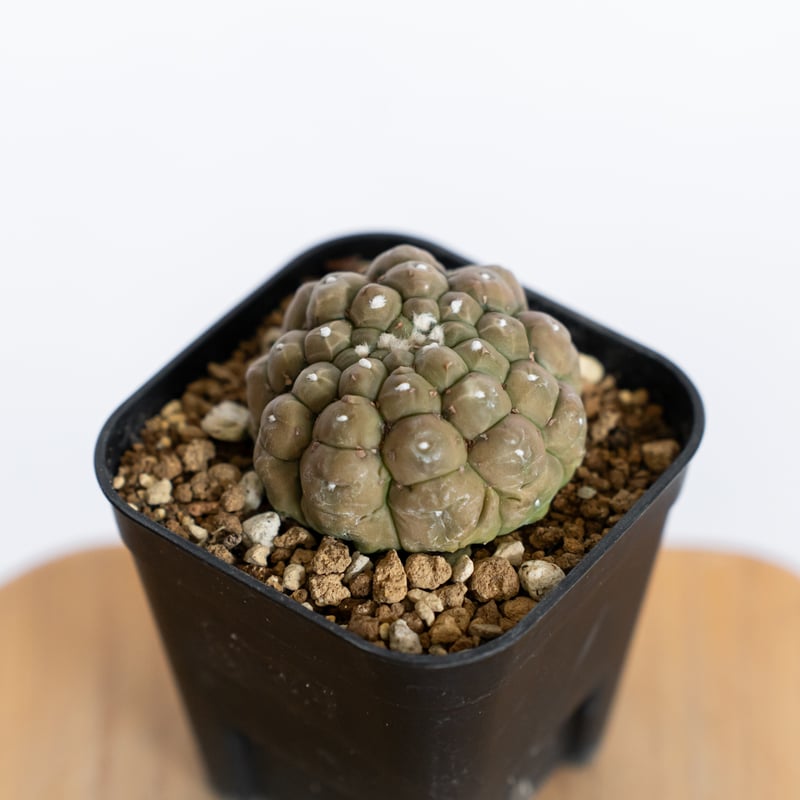 アストロフィツム 亀甲兜 リザードスキン 実生 Astrophytum Asteria