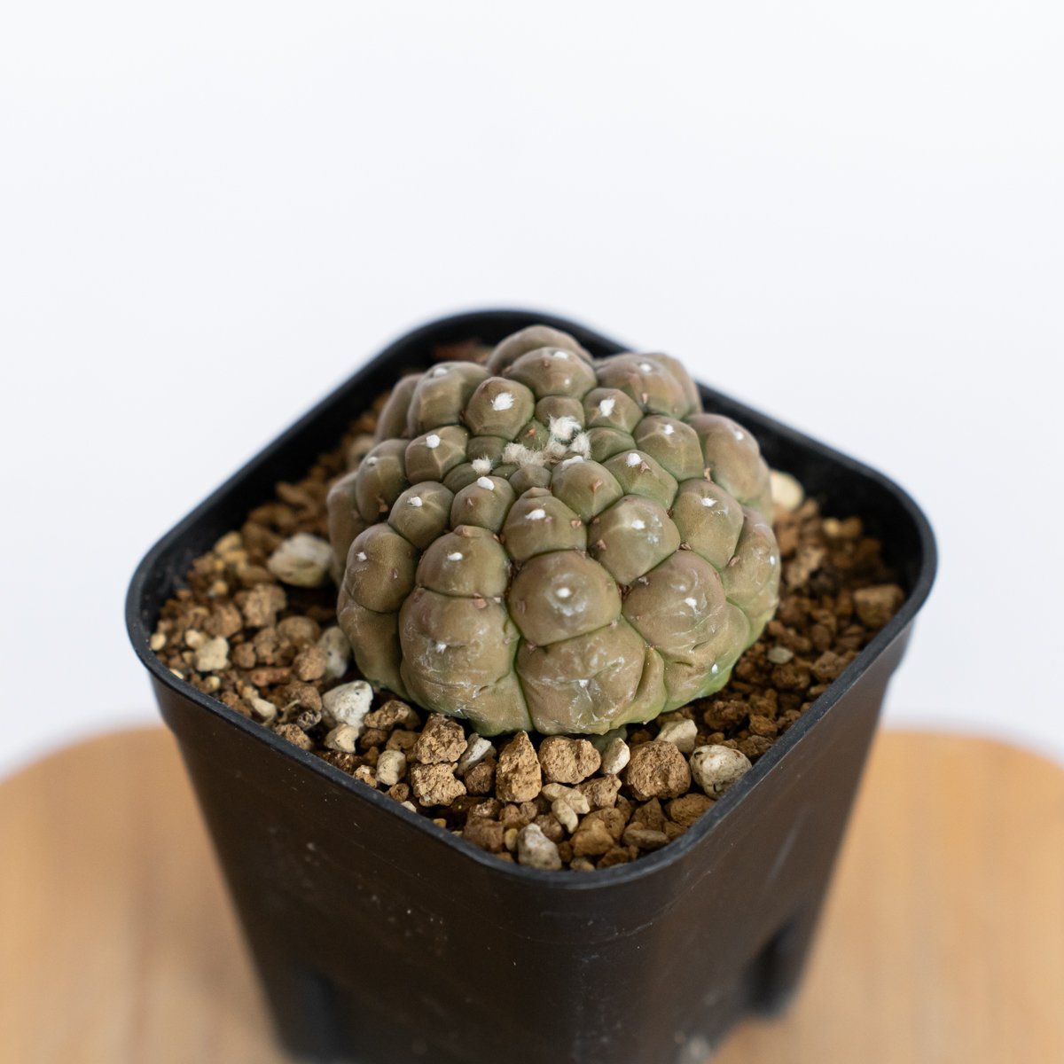 アストロフィツム 亀甲兜 リザードスキン 実生 Astrophytum Asteria