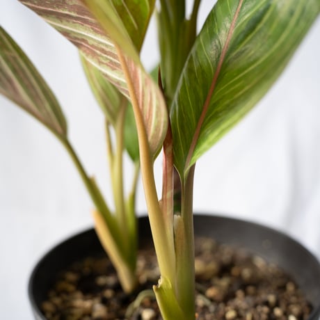アグラオネマ レッドアーミー aglaonema 観葉植物 静岡 ANTIDOTE 通販 S４０
