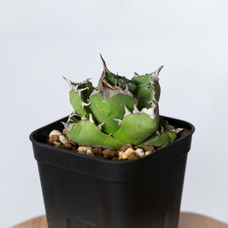 アガベ チタノタ 魔丸 OC株【発根管理中】agave titanota imps 多肉植物 珍奇植物 ANTIDOTE 通販 S1314