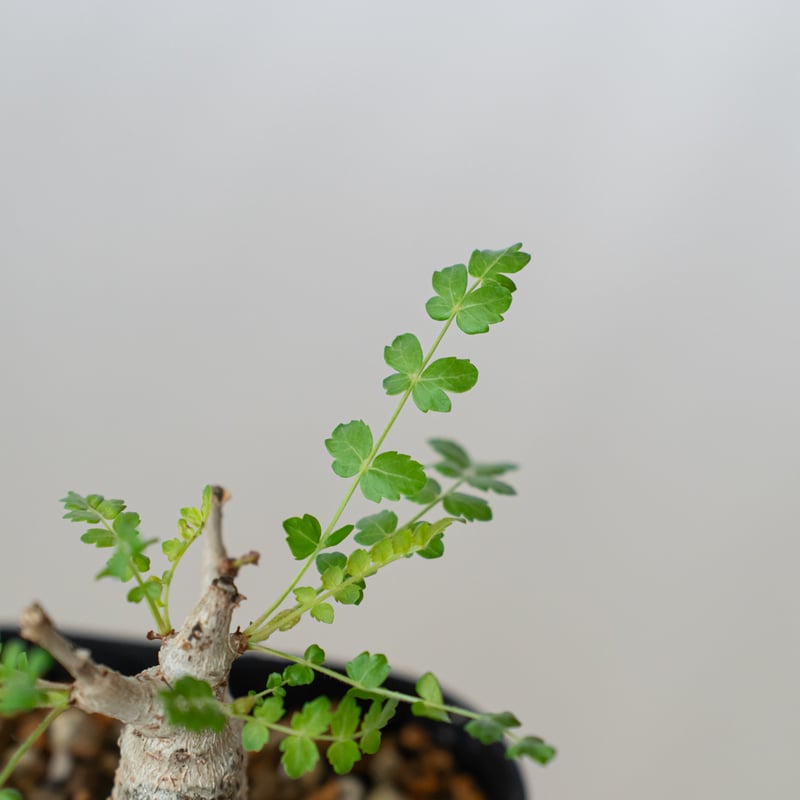 ボスウェリア ネグレクタ 実生 Boswellia neglecta 多肉植物 珍奇植物