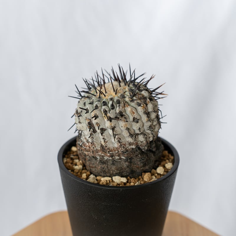 コピアポア 黒王丸 現地株【発根管理中】Copiapoa cinerea