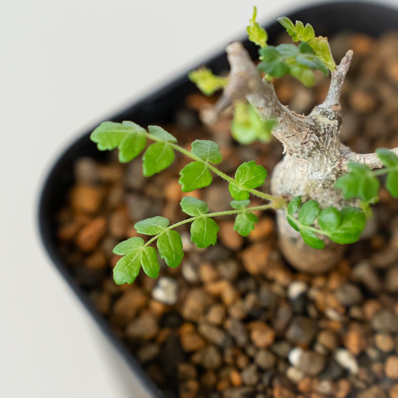 ボスウェリア ネグレクタ 実生 Boswellia neglecta 多肉植物 珍奇植物