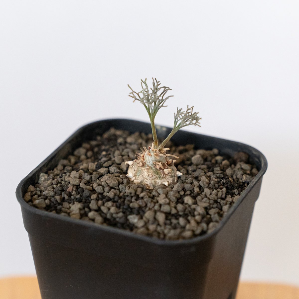 【アツ】モンソニア　ペニクリナム 実生1年半　サルコカウロン サルコカウロン・ペニクリナムとムルチフィズムの種まきから開花までの