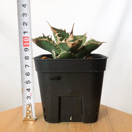 アガベ チタノタ 緑幽霊  Agave titanota TC株 多肉植物 珍奇植物 静岡 ANTIDOTE 通販 S1101
