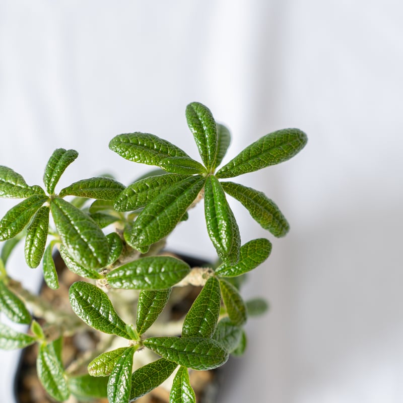 ドルステニア ギガス Dorstenia gigas 発根済 塊根植物 多肉植物 珍奇