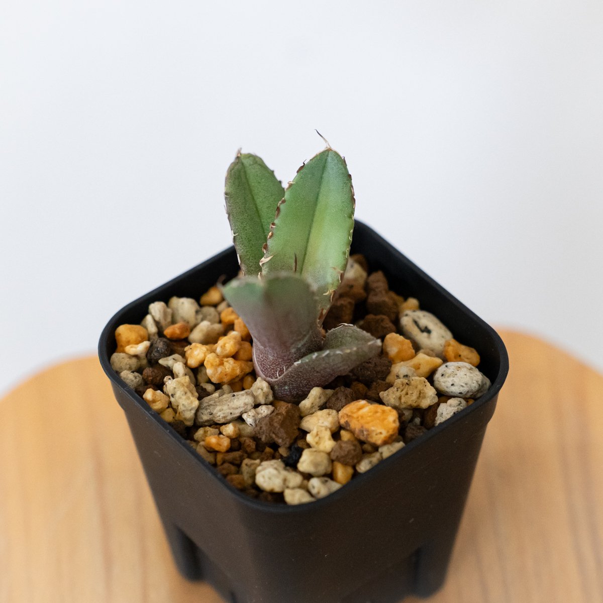 アガベ チタノタ 冠鷲 クラウンイーグル【発根管理中】TC株 Agave