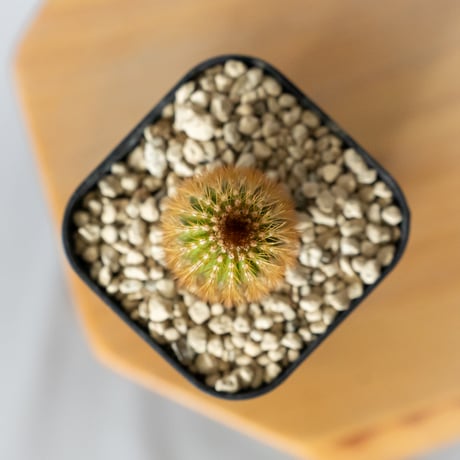 ユーフォルビア 紅彩閣錦 エノプラ 斑入り 実生 Euphorbia enopla 塊根植物 多肉植物 珍奇植物 静岡 ANTIDOTE 通販 S1482