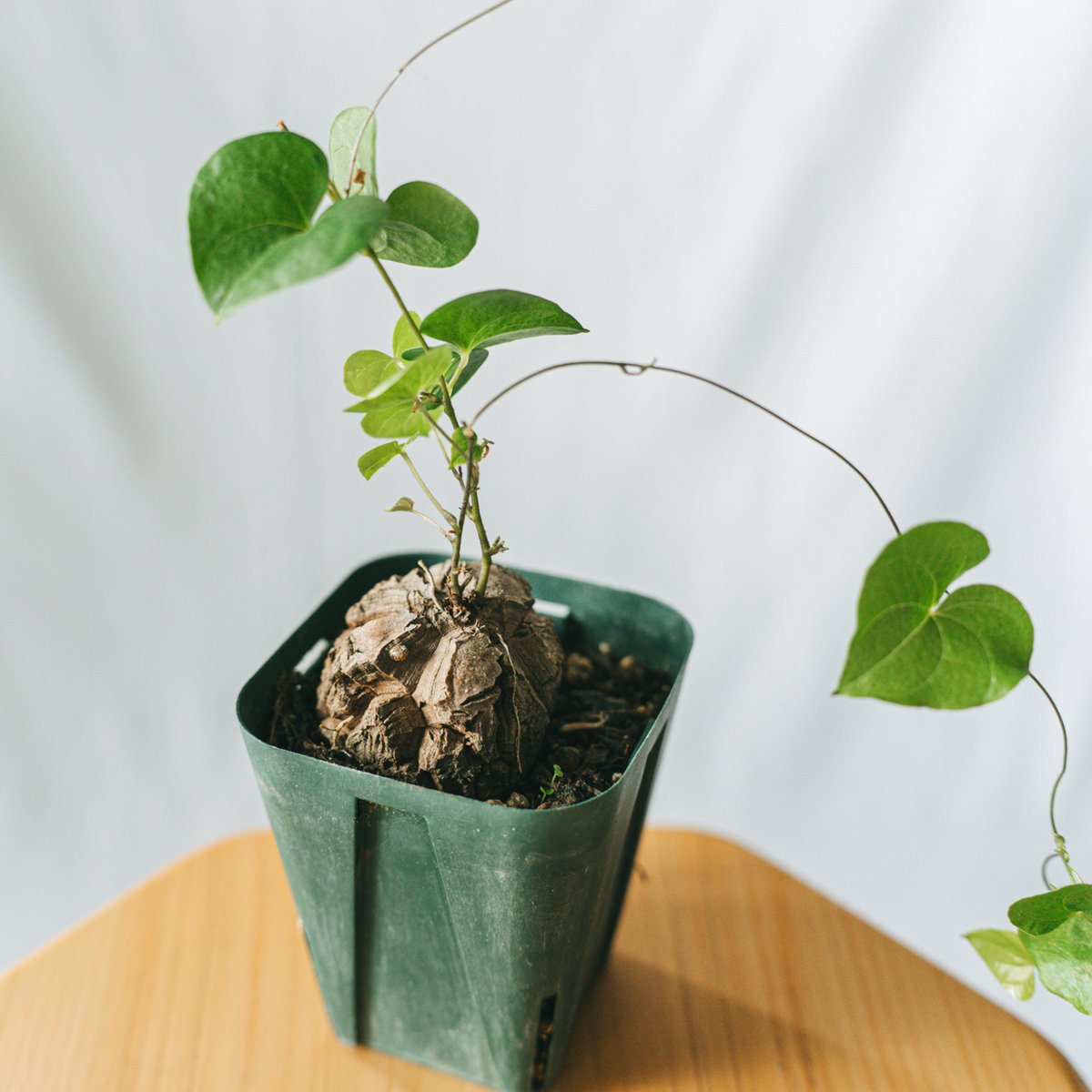 アフリカ亀甲竜(7E) 塊根植物 珍奇植物 ディオスコレア・エレファンティペス 亀甲竜 ディオスコレア・エレファンティペス Dioscorea