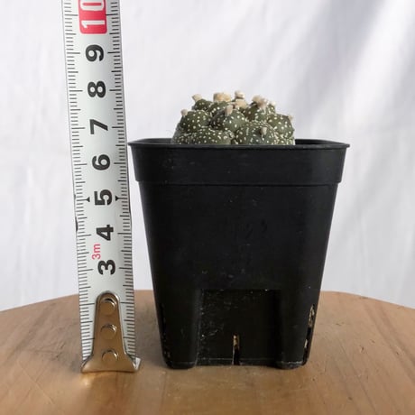 アストロフィツム 亀甲兜 Astrophytum 実生 多肉植物 サボテン 珍奇植物 静岡 ANTIDOTE 通販 S1240