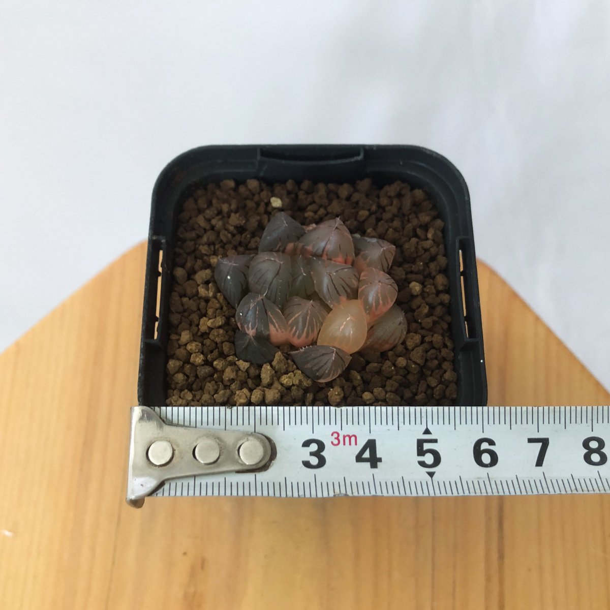 ハオルチア ブラックオブツーサ錦 Haworthia obtusa Black 多肉植物
