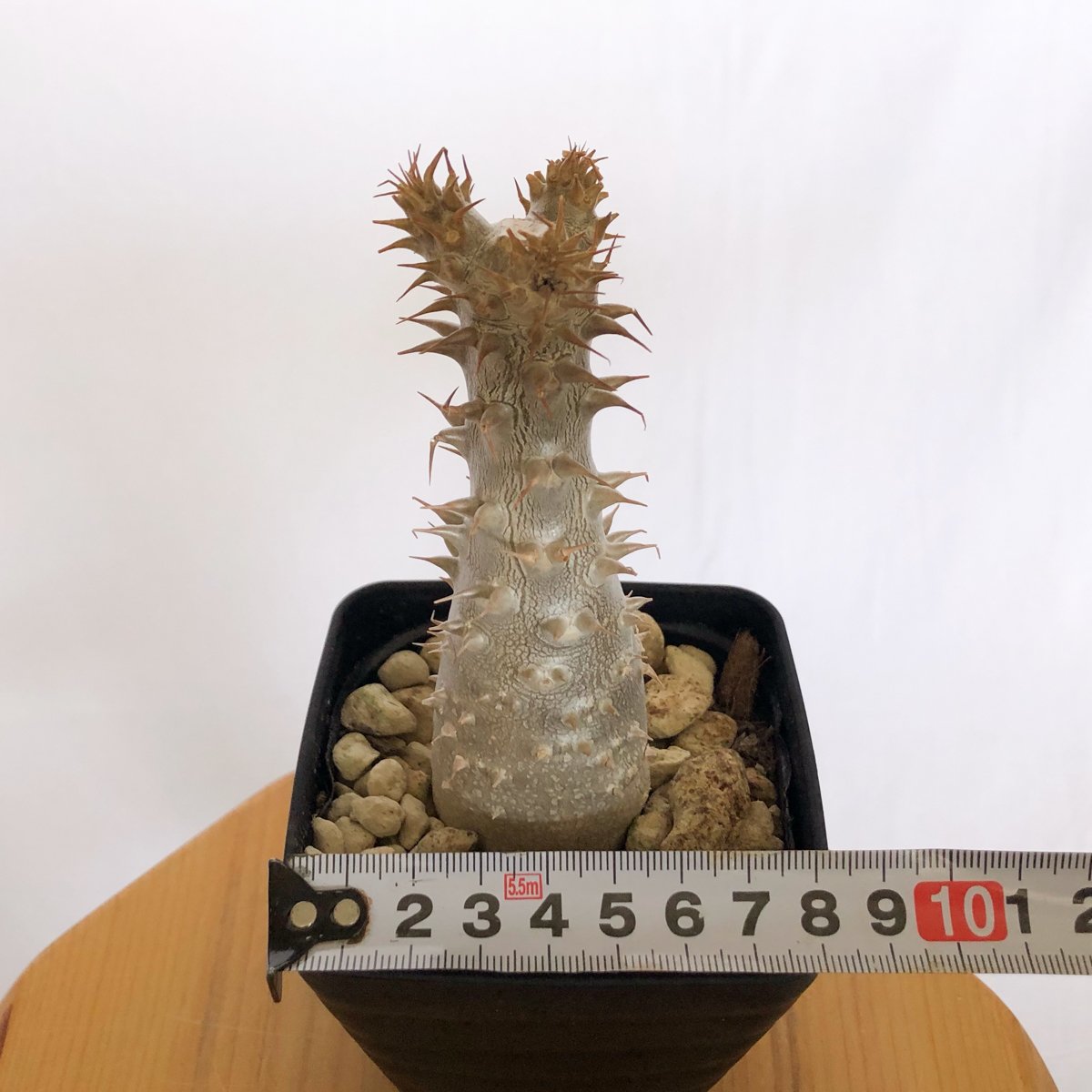 パキポディウム マカイエンセ 実生 pachypodhium makayense 魔界玉 塊根