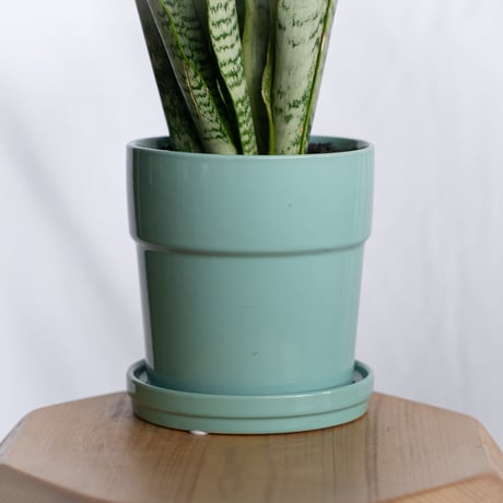 サンスベリア ローレンティー トラノオ 鉢セット Sansevieria trifasciata Laurentii  観葉植物 多肉植物 インテリアグリーン 静岡 ANTIDOTE 通販 S1299