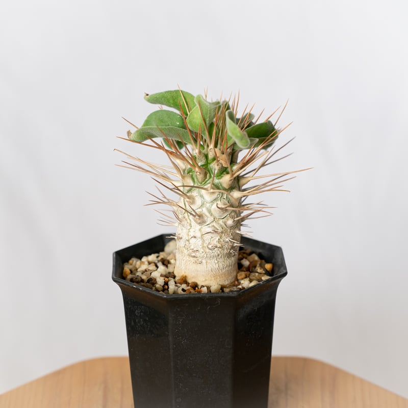 パキポディウム ナマクアナム 光堂 実生 Pachypodium namaquanum 塊根植