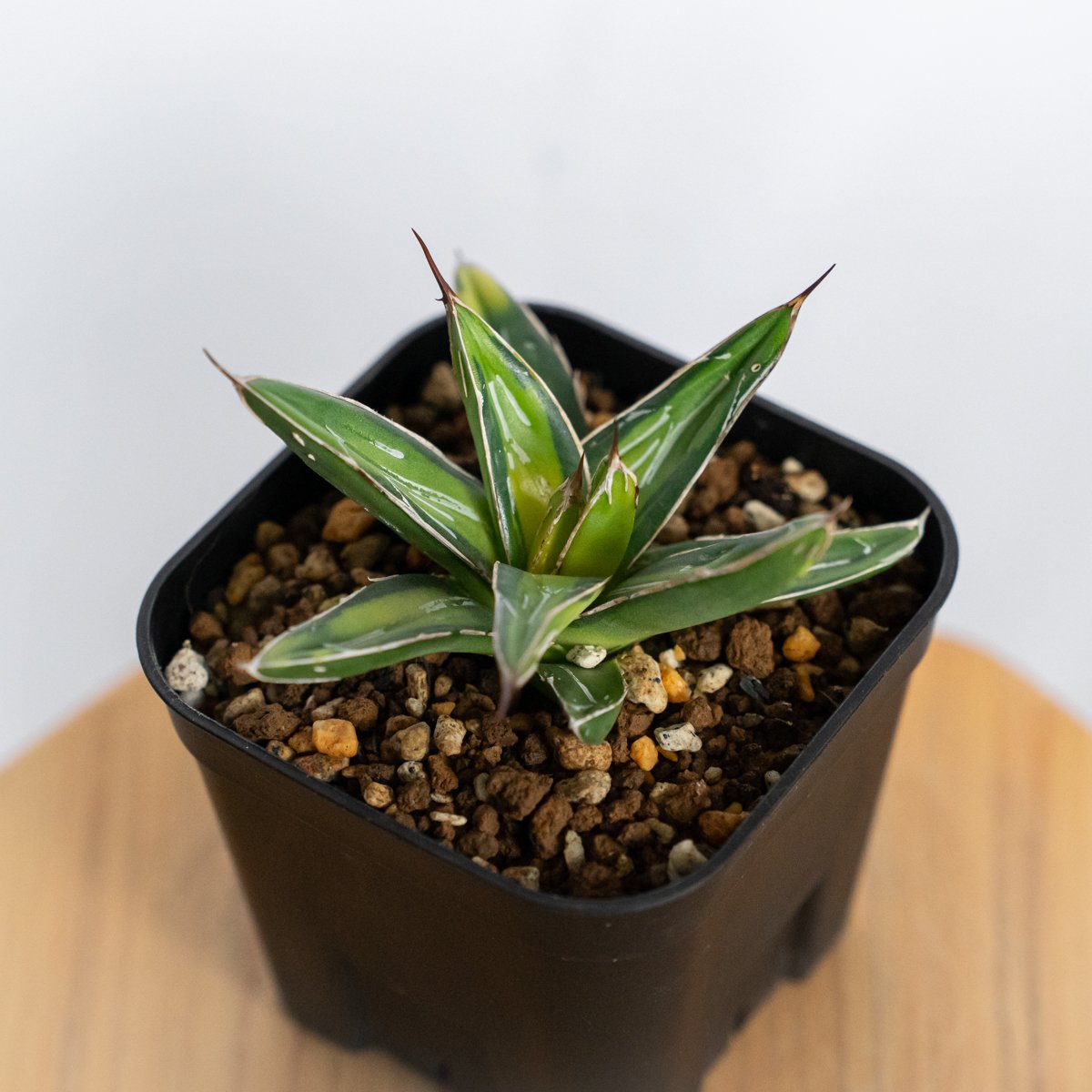 アガベ 笹の雪 サンキング OC株 Agave victoriae-reginae varie