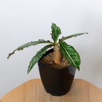 ユーフォルビア ハイブリッド  実生 ラバティー×クレメルシー Euphorbia hybrid 多肉植物 珍奇植物 静岡 ANTIDOTE 通販 S1499
