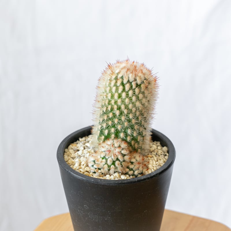 マミラリア 猩々丸 実生 Mammillaria spinosissima サボテン 多肉植物