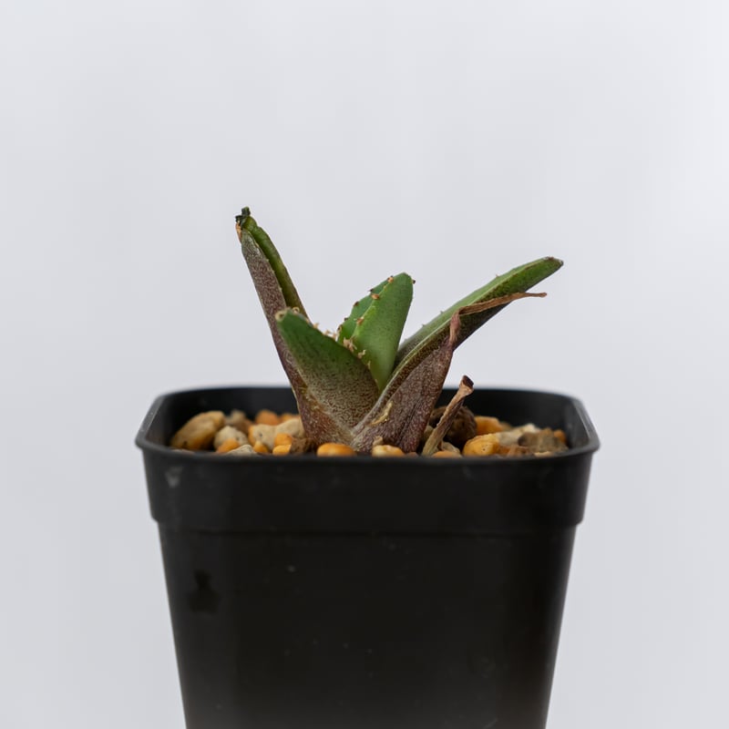 アガベ チタノタ 鰐亀 ワニガメ TC株 Agave titanota alligator s