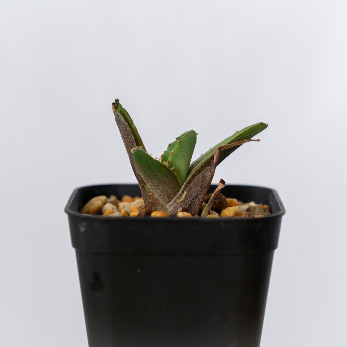アガベ チタノタ 鰐亀 ワニガメ TC株 Agave titanota alligator s