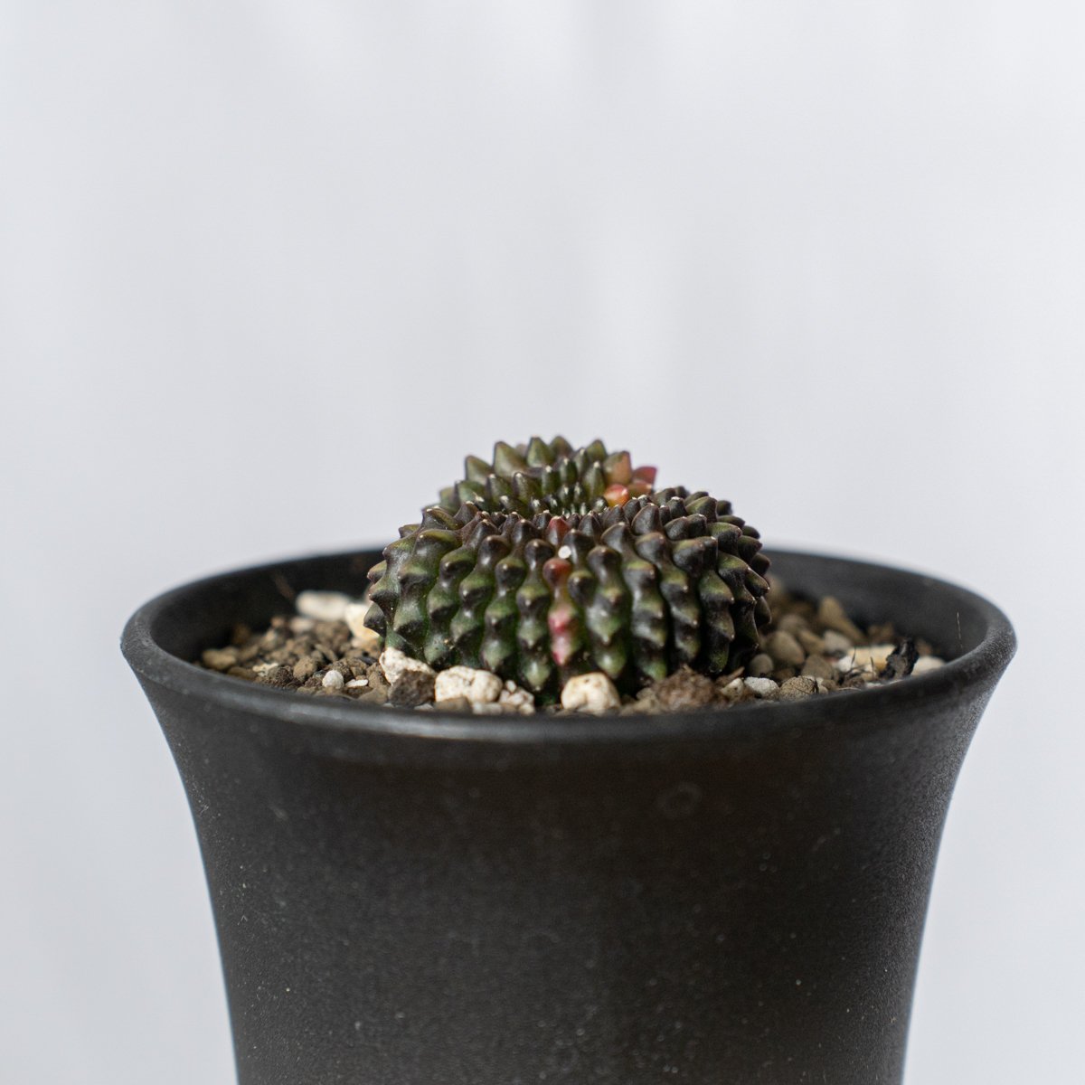 ギムノカリキウム ミハノビッチ フリードリッヒィ LB2178錦 綴化