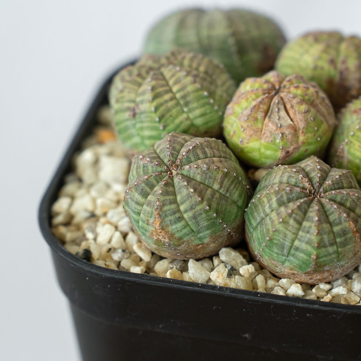 巨大 群生 希少 ユーフォルビア オベサ Euphorbia obesa 選抜株 B6469】☆注目 幅6.5㎝ 巨大オベサ！☆【SS級！極上特選大株