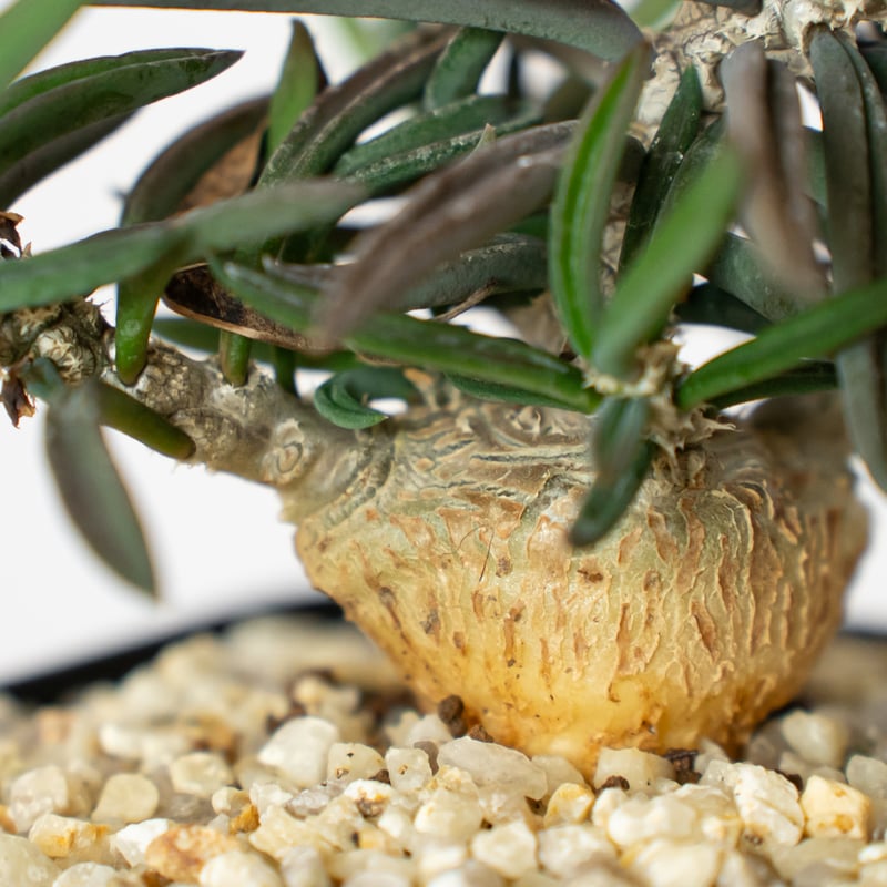 ユーフォルビア キリンドリフォリア トゥビフェラEuphorbia