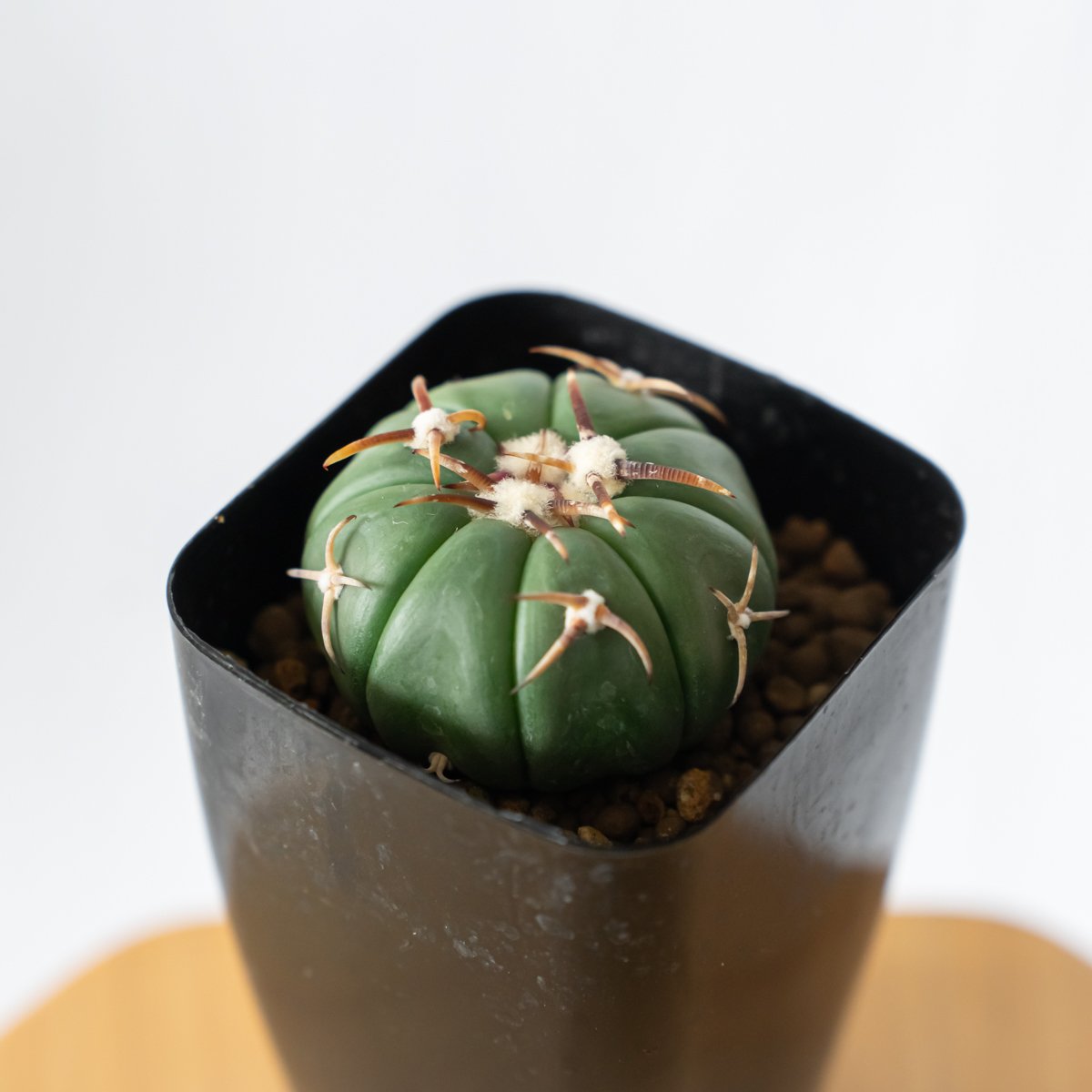 エキノカクタス 翠平丸 実生 美株 Echinocactus horizonthalonius