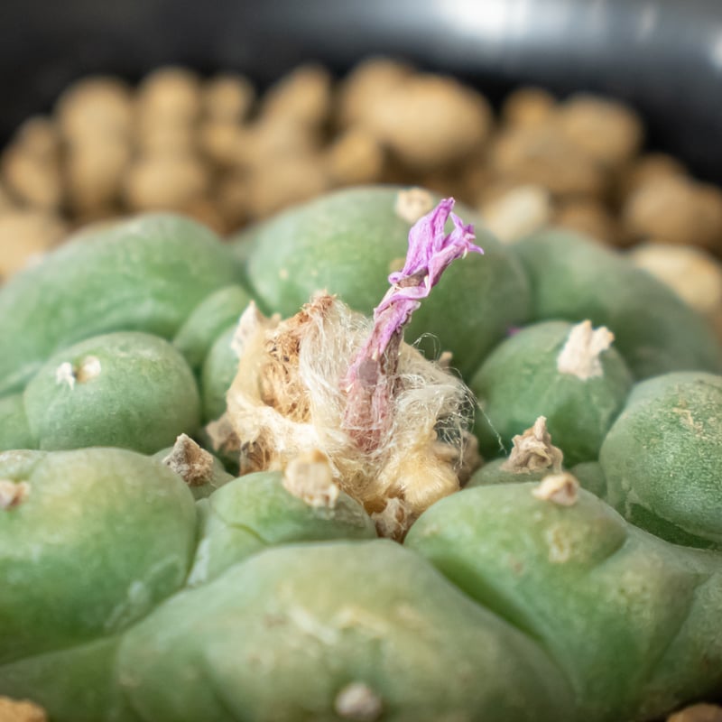 ロフォフォラ 疣銀冠玉 実生 Lophophora williamsii var. decip ロフォフォラ 疣銀冠玉 実生 Lophophora williamsii var. decip