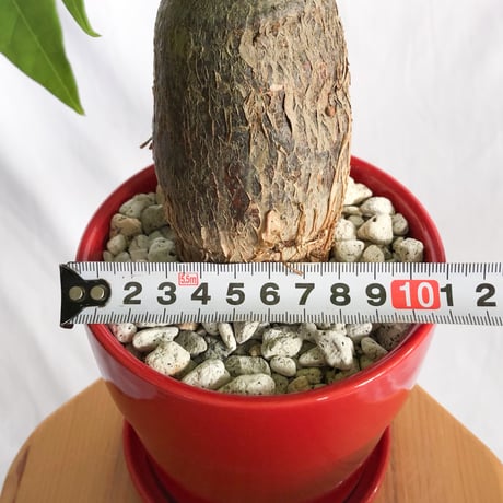 パキラ 鉢セット Pachira Guiana Chestnut 観葉植物 インテリアグリーン 静岡 ANTIDOTE 通販 S1301