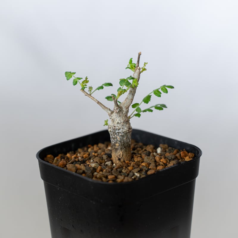 ボスウェリア ネグレクタ 実生 Boswellia neglecta 多肉植物 珍奇植物