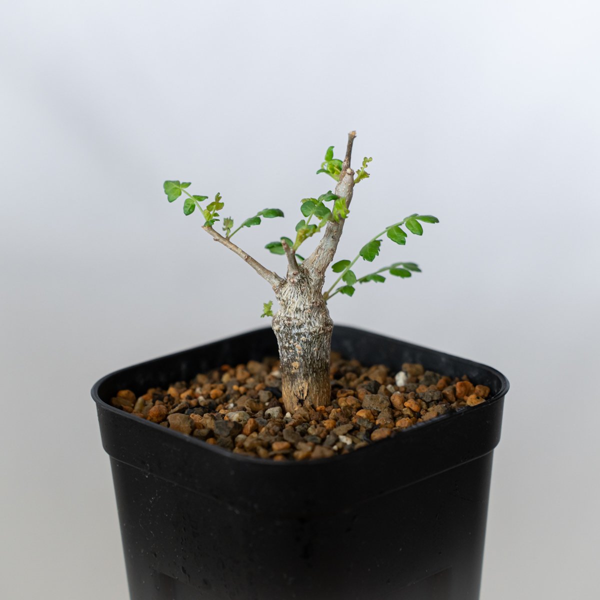 ボスウェリア ネグレクタ 実生 Boswellia neglecta 多肉植物 珍奇植物