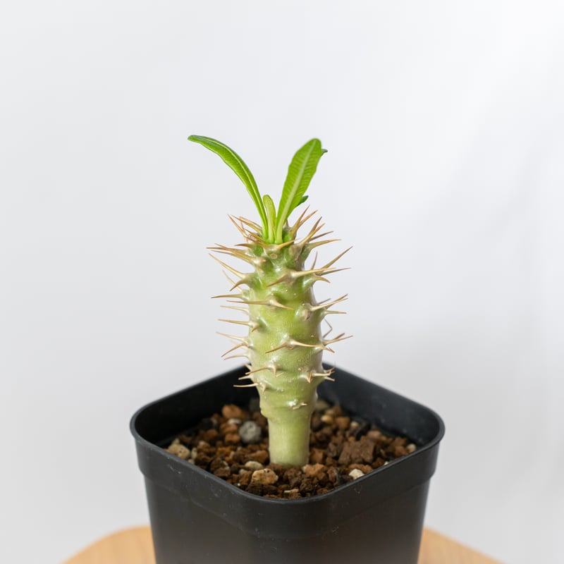 パキポディウム アンボンゲンセ 実生 Pachypodium ambongense