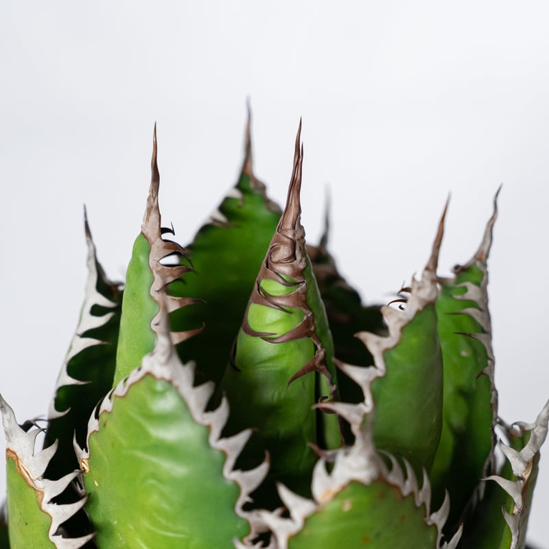 アガベ ホリダ 鉢セット OC株【発根管理中】Agave horrida 多肉植物