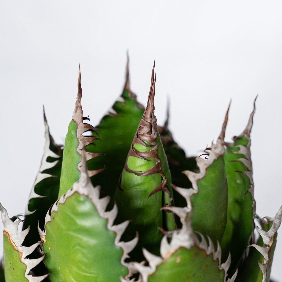 アガベ ホリダ 鉢セット OC株【発根管理中】Agave horrida 多肉植物