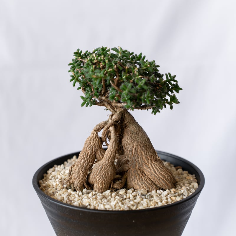 観葉植物 F506 姫紅小松 トリコディアデマ Trichodiadema bulbosum