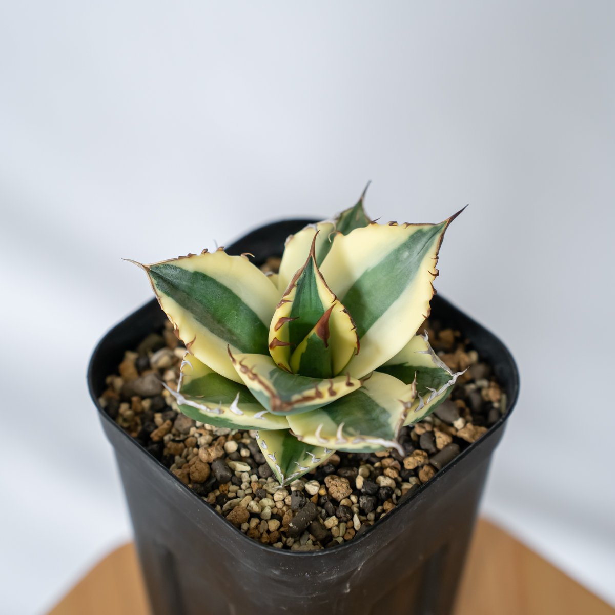 超美株！！アガベ　チタノタ　スナグルトゥース アガベ チタノタ スナグルトゥース Agave titanota Snaggle
