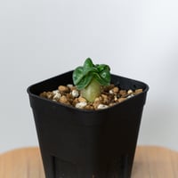 アデニウム アラビカム ドーセットホーン 獅子葉 実生 Adenium Arabicum Dorset Horn 塊根植物 コーデックス 多肉植物 珍奇植物 静岡 ANTIDOTE 通販 S1455